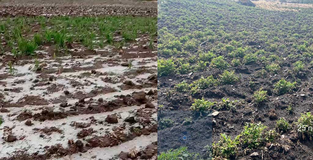 HELADAS Y GRANIZADA GOLPEAN CULTIVOS EN KISHUARA Y URIPA Y AGRAVAN LA VULNERABILIDAD DEL SECTOR AGRARIO